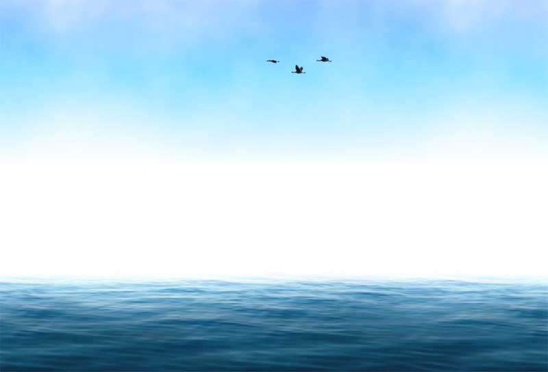 3D海面上海鸥飞过场景特