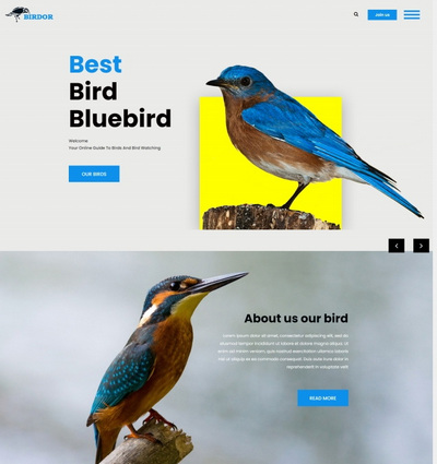 html5鸟类展示保护协会网站模板
